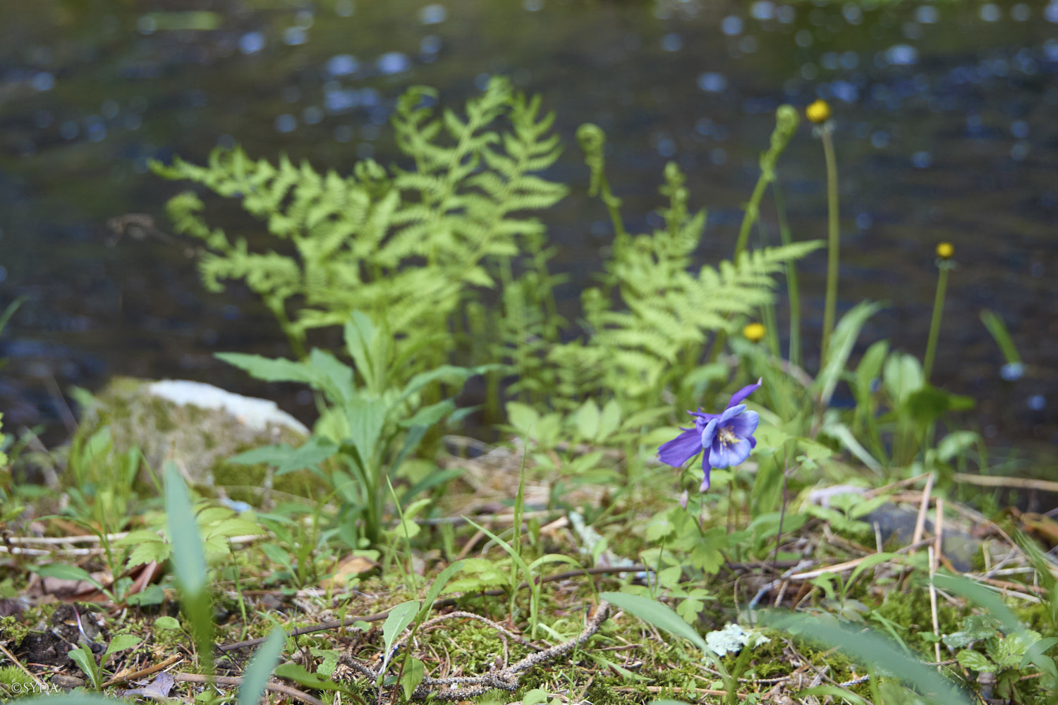 Nature Image