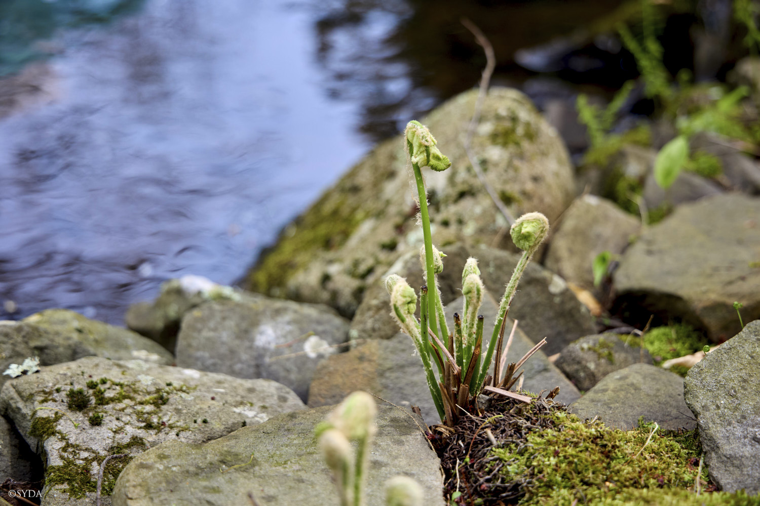 Nature Image