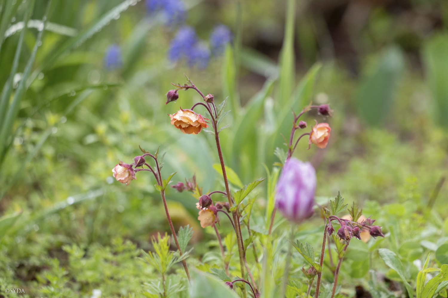 Nature Image