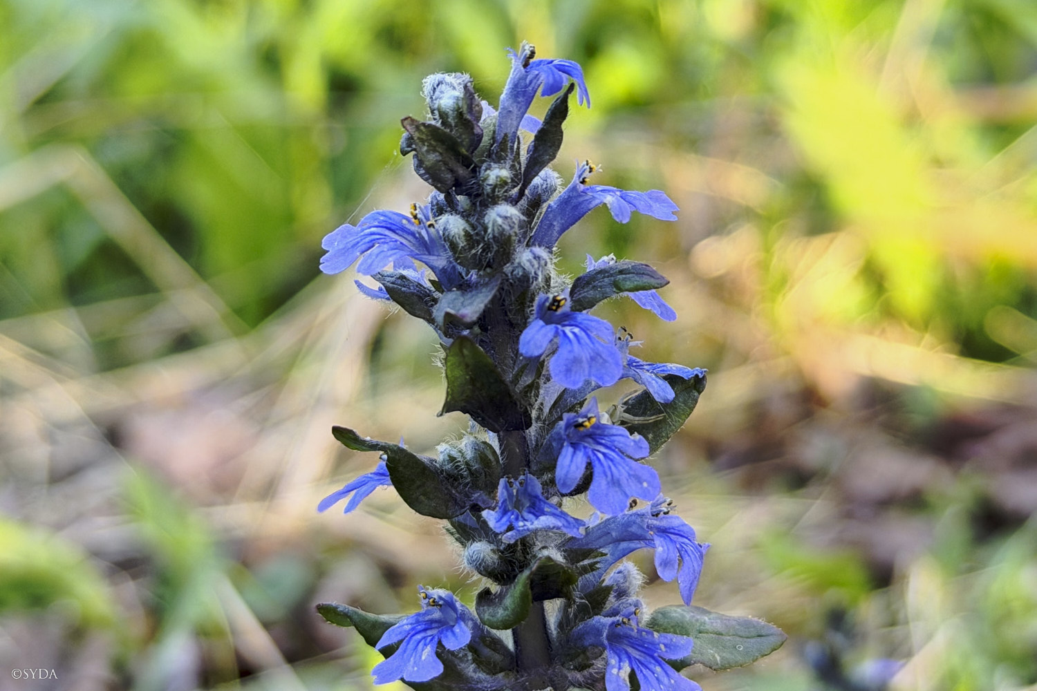 Nature Image