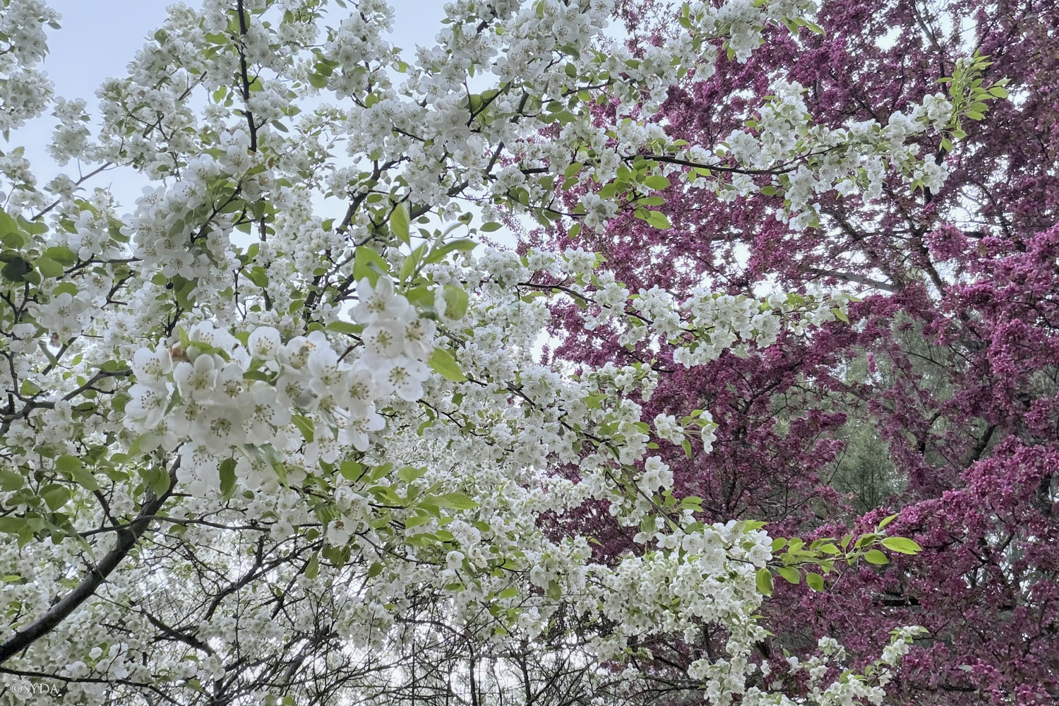 Nature Image