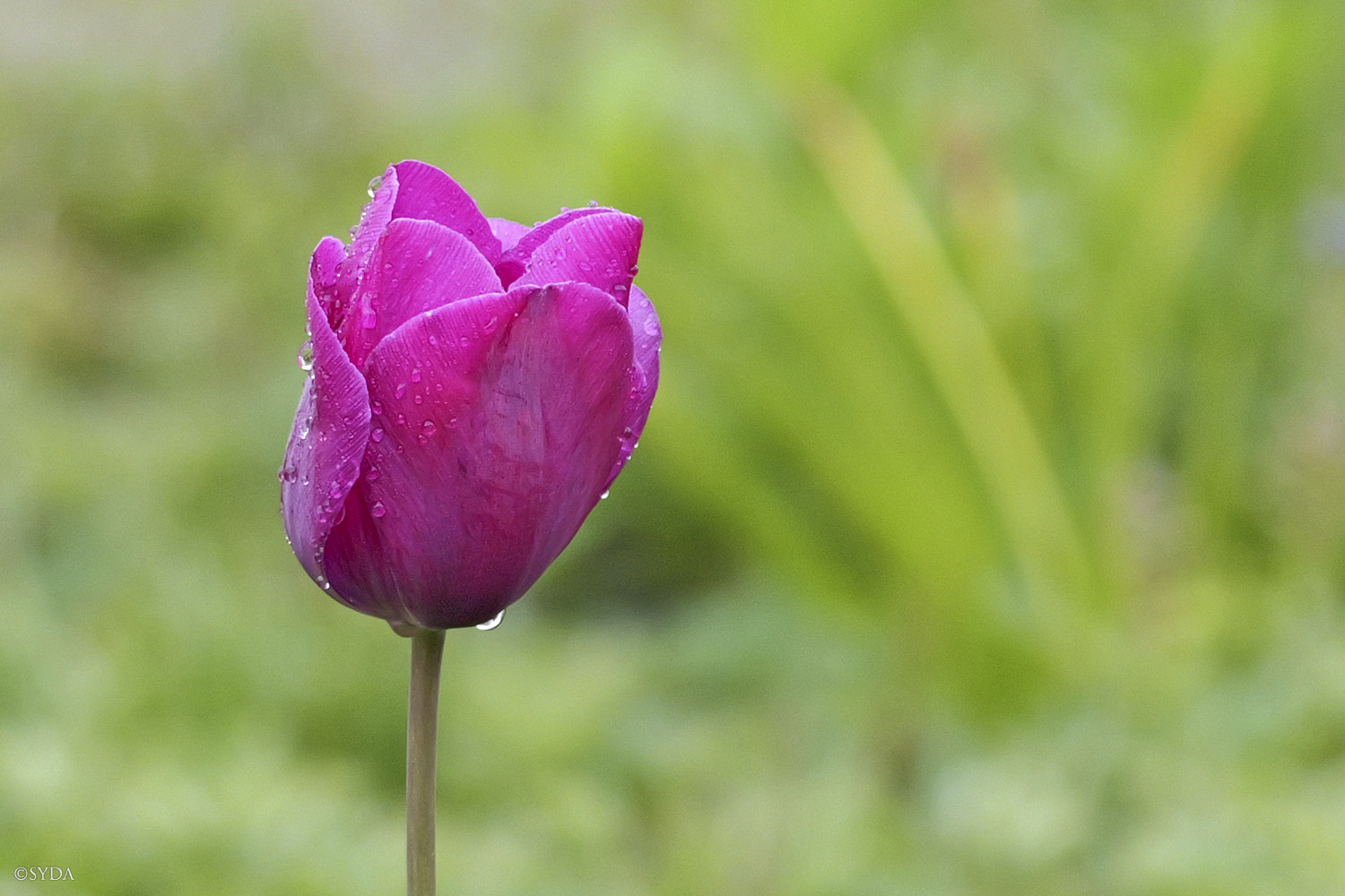 Nature Image