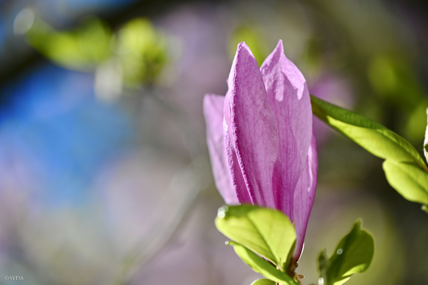 Nature Image