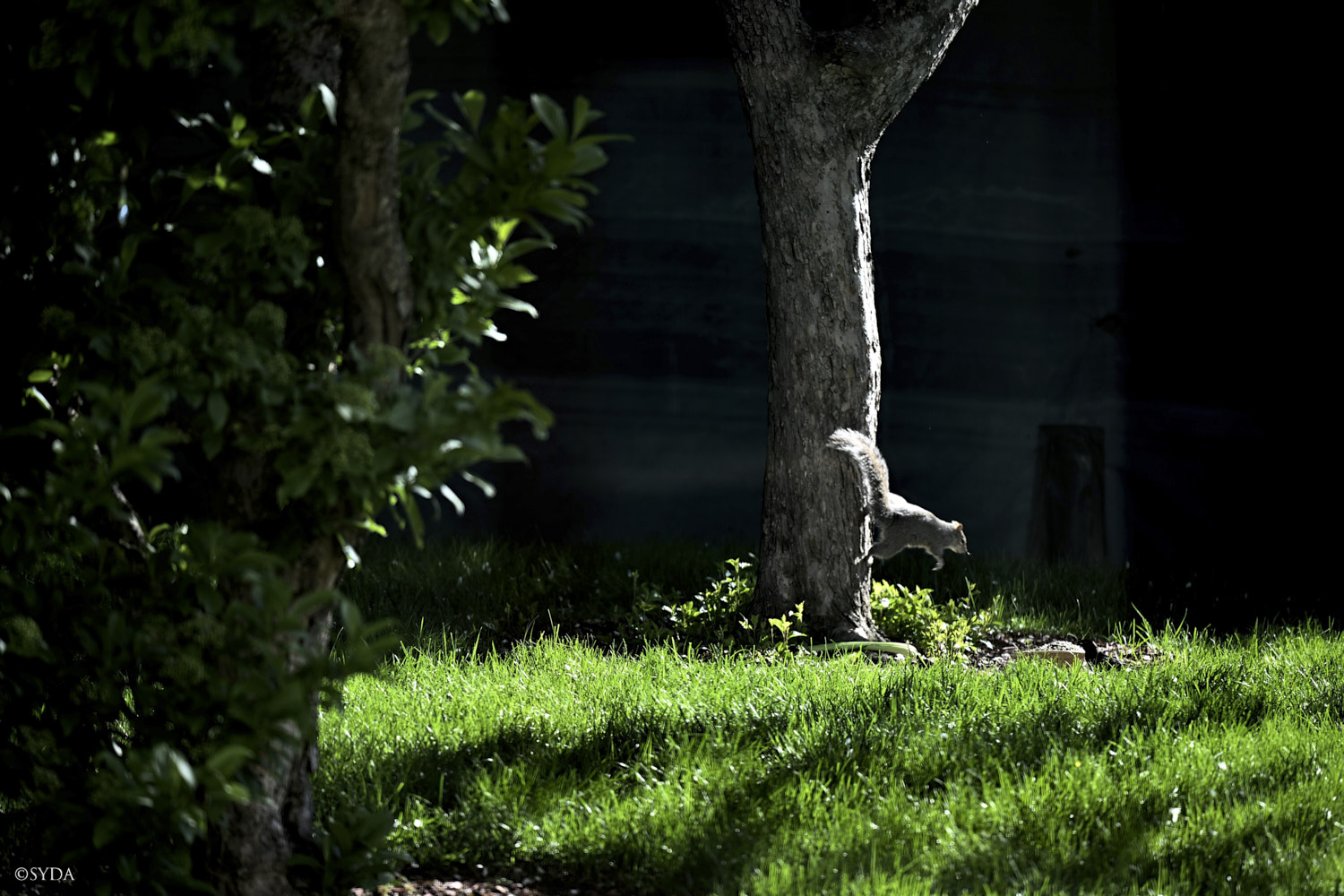 Nature Image