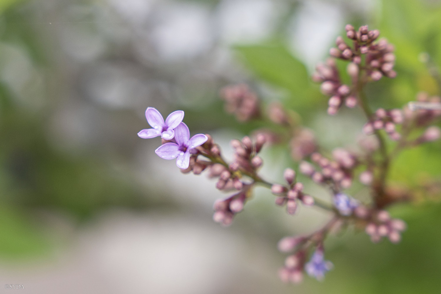 Nature Image