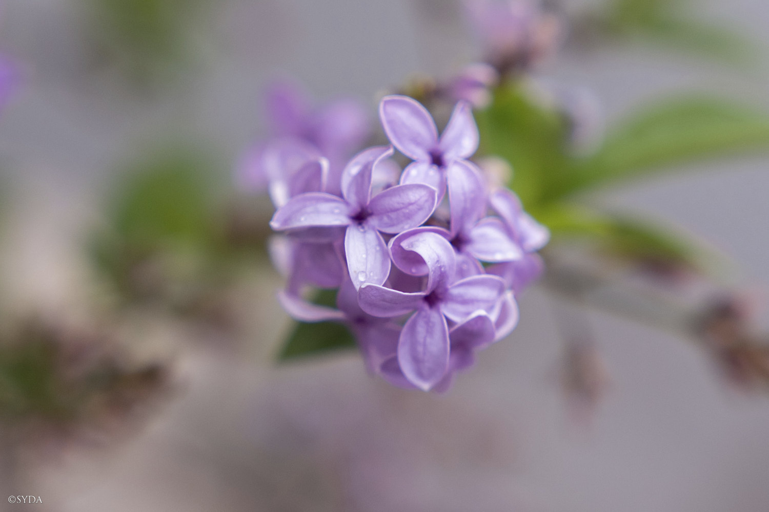 Nature Image