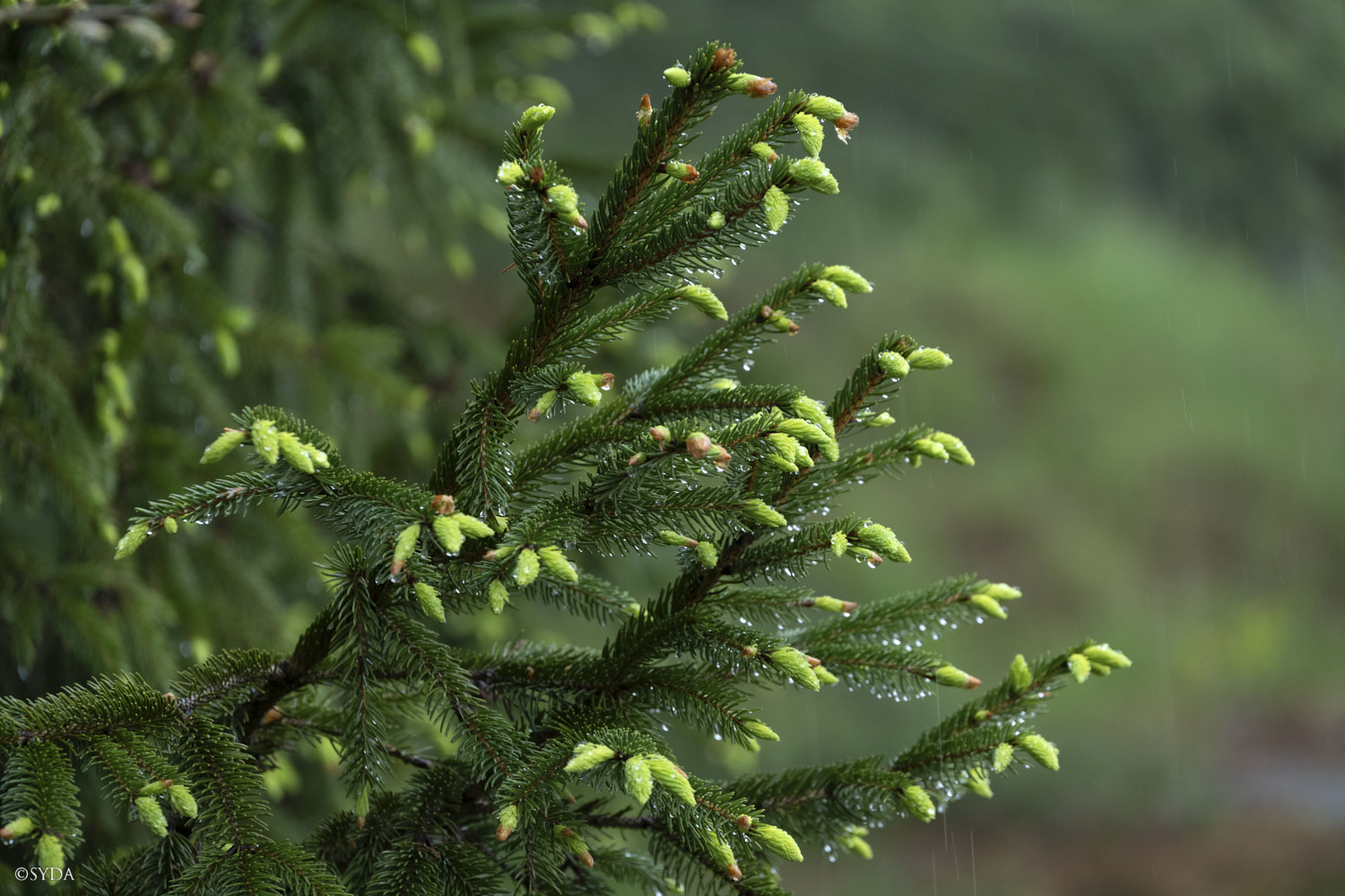 Nature Image