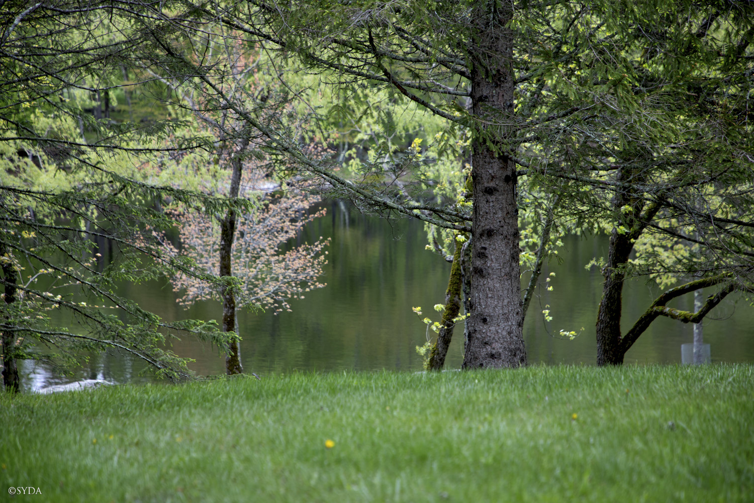 Nature Image