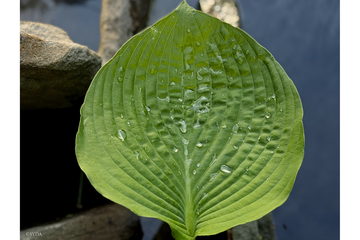 Nature Image