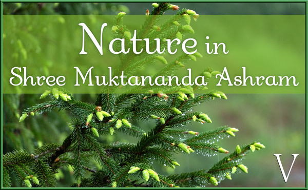 Nature Gallery V in May in Shree Muktananda Ashram