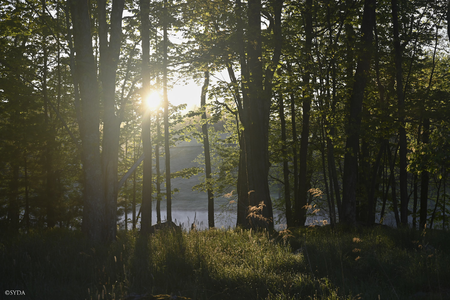 Nature Image