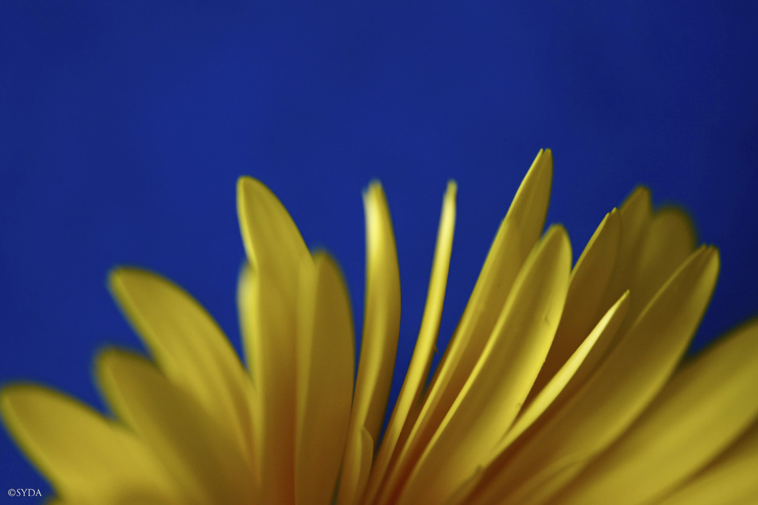 Nature Image