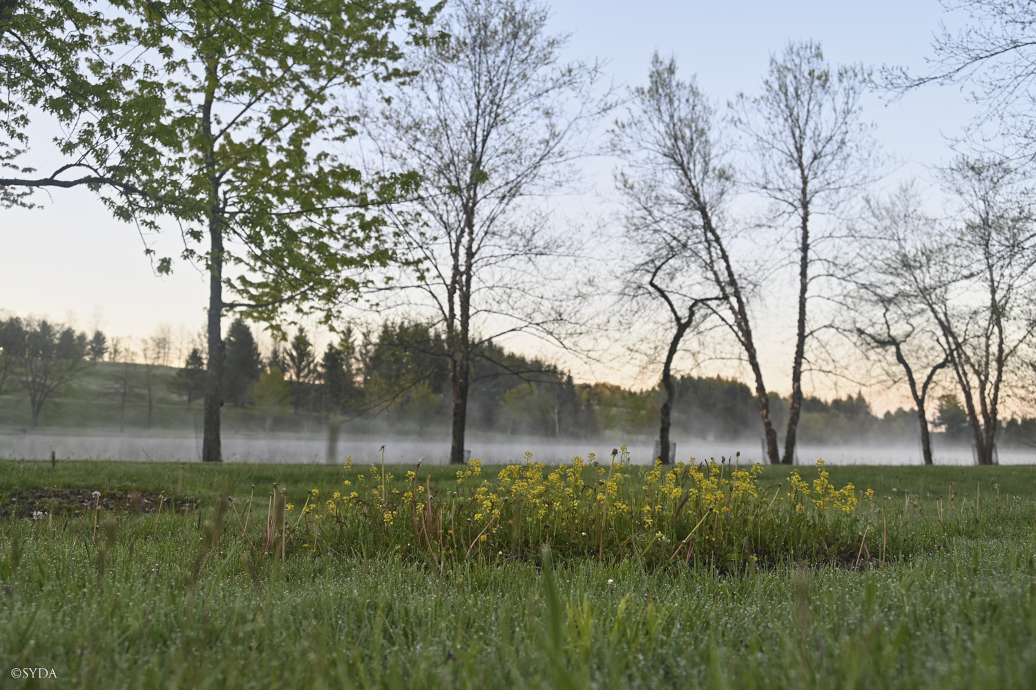 Nature Image
