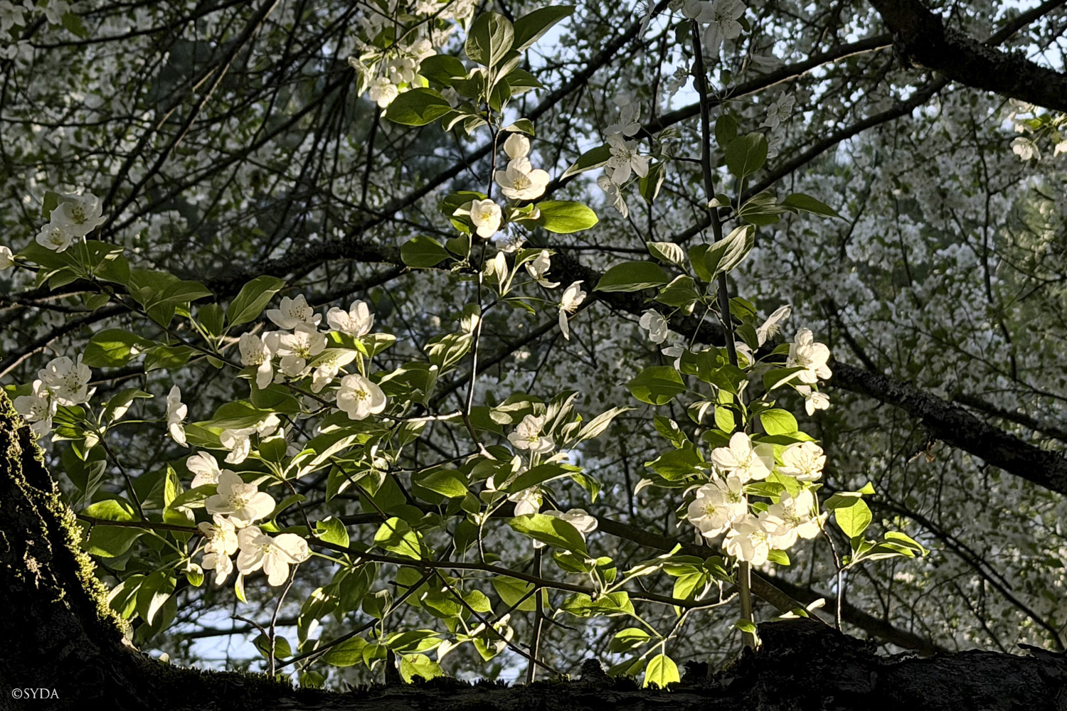 Nature Image