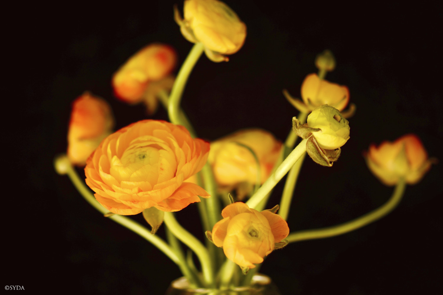 Nature Image