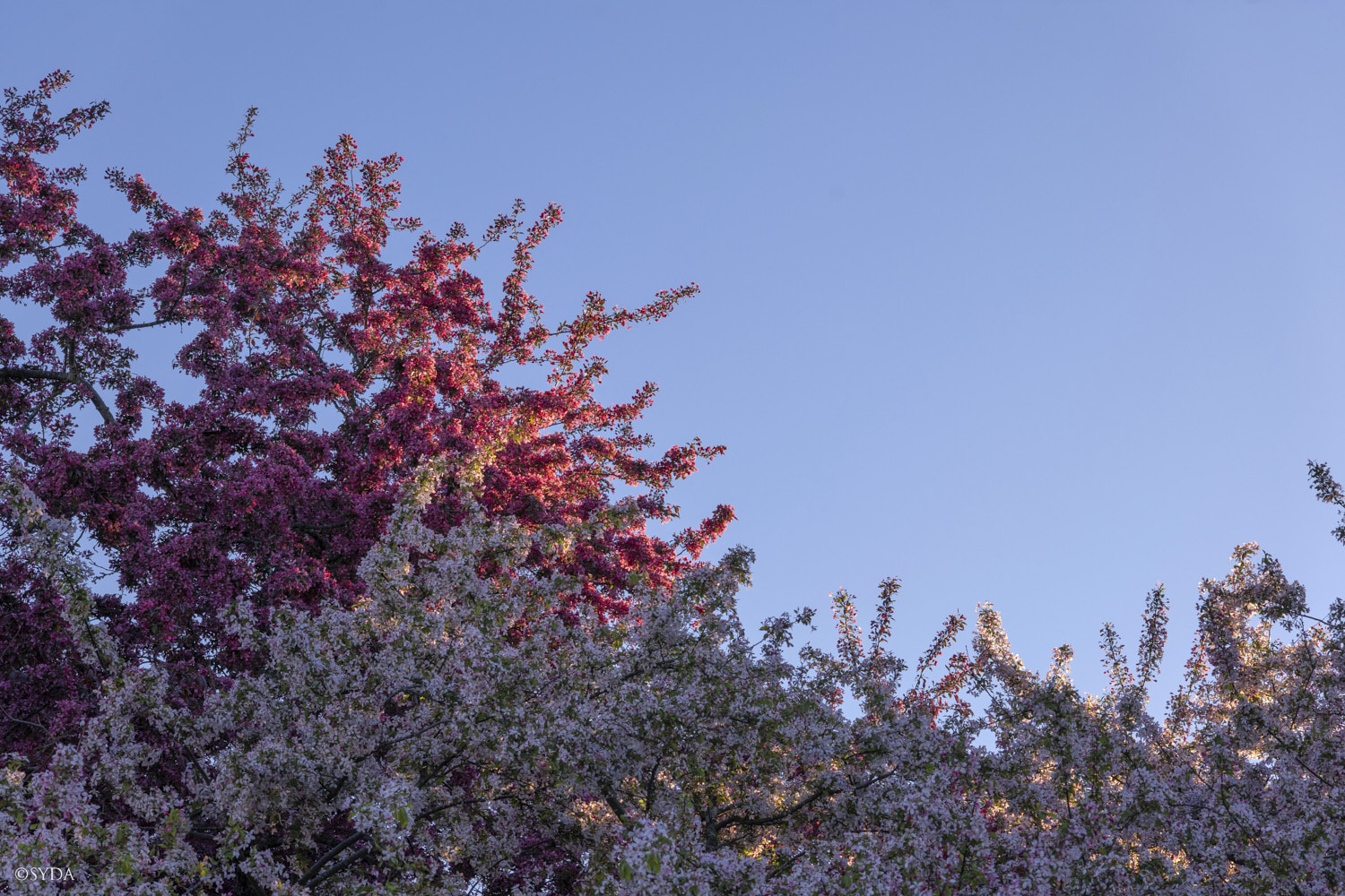 Nature Image