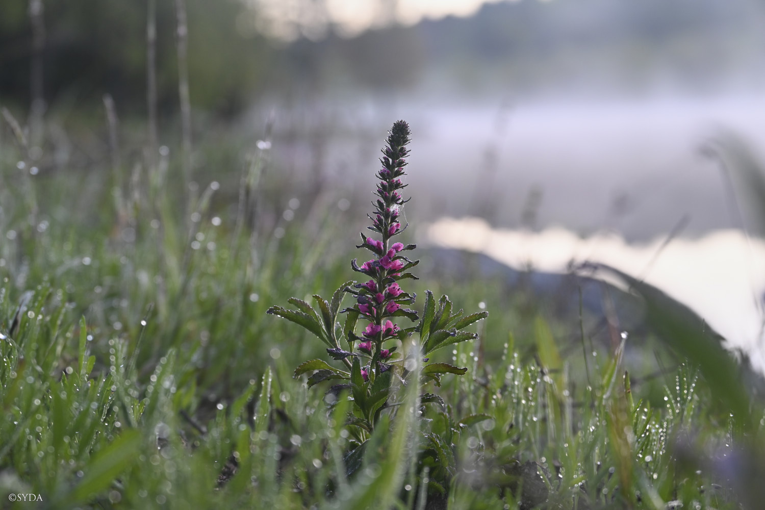 Nature Image