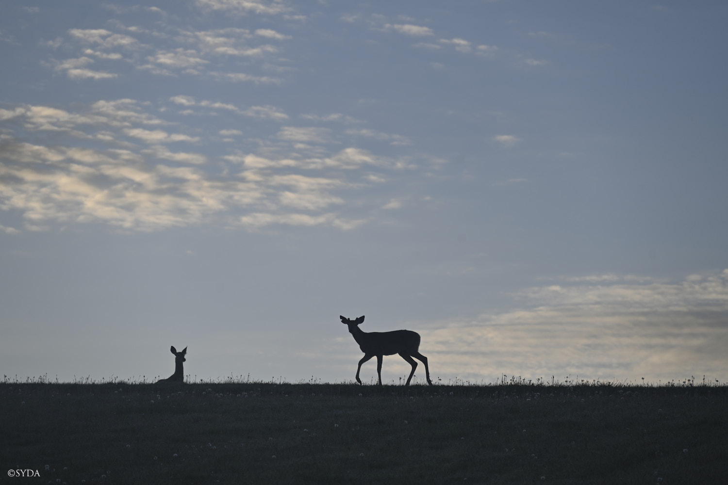 Nature Image