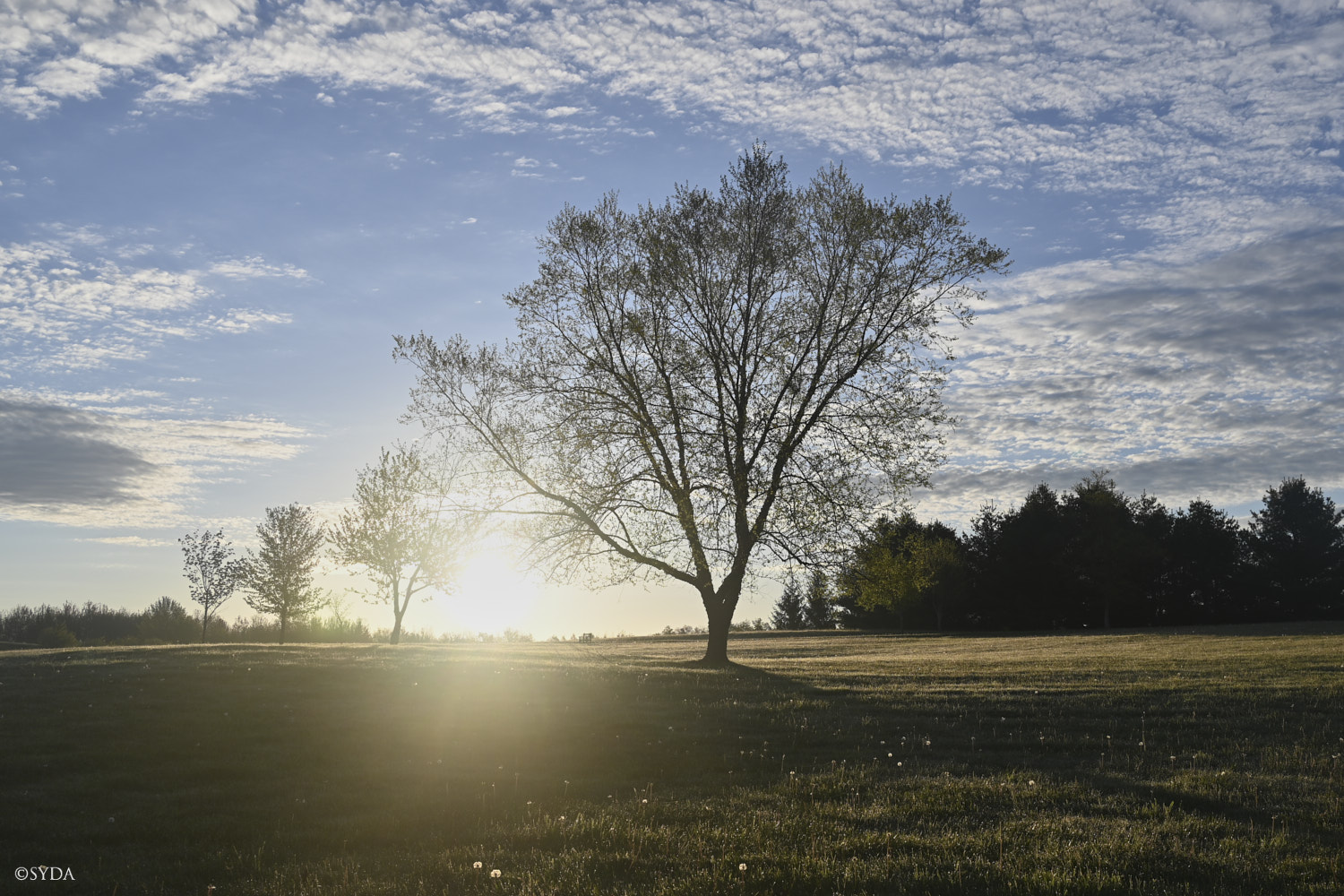 Nature Image