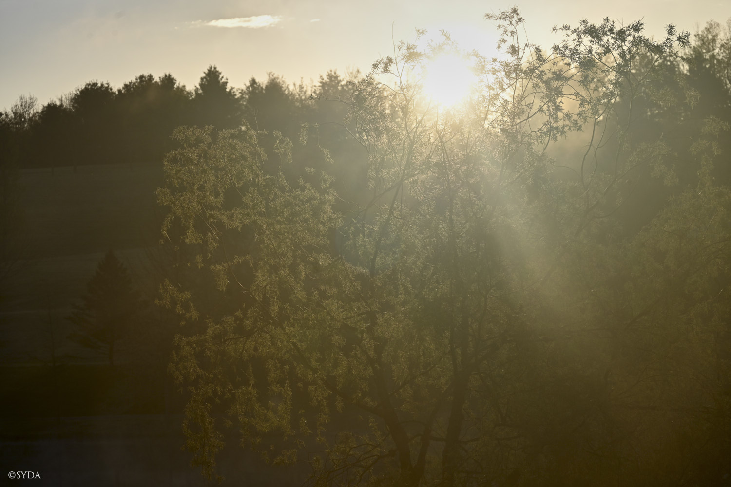 Nature Image