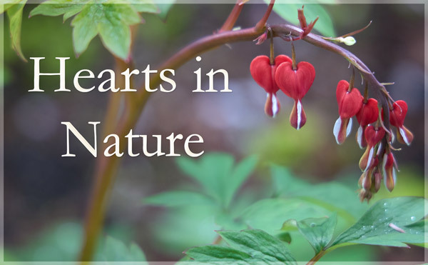 Hearts in Nature