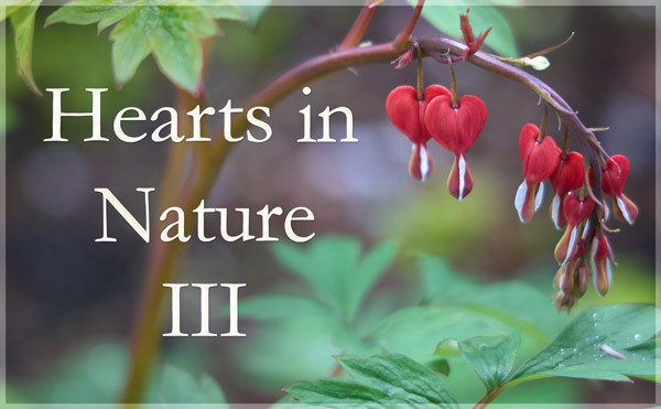Hearts in Nature Gallery III