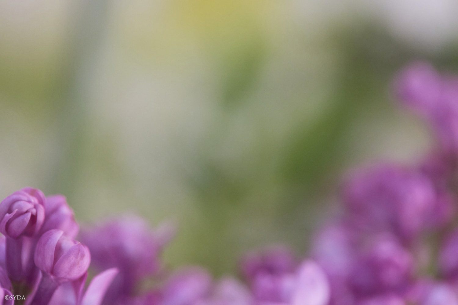 Nature Image