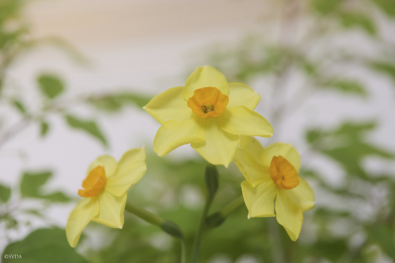 Nature Image