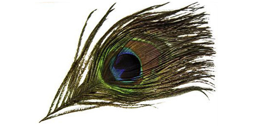 Peacock Feather