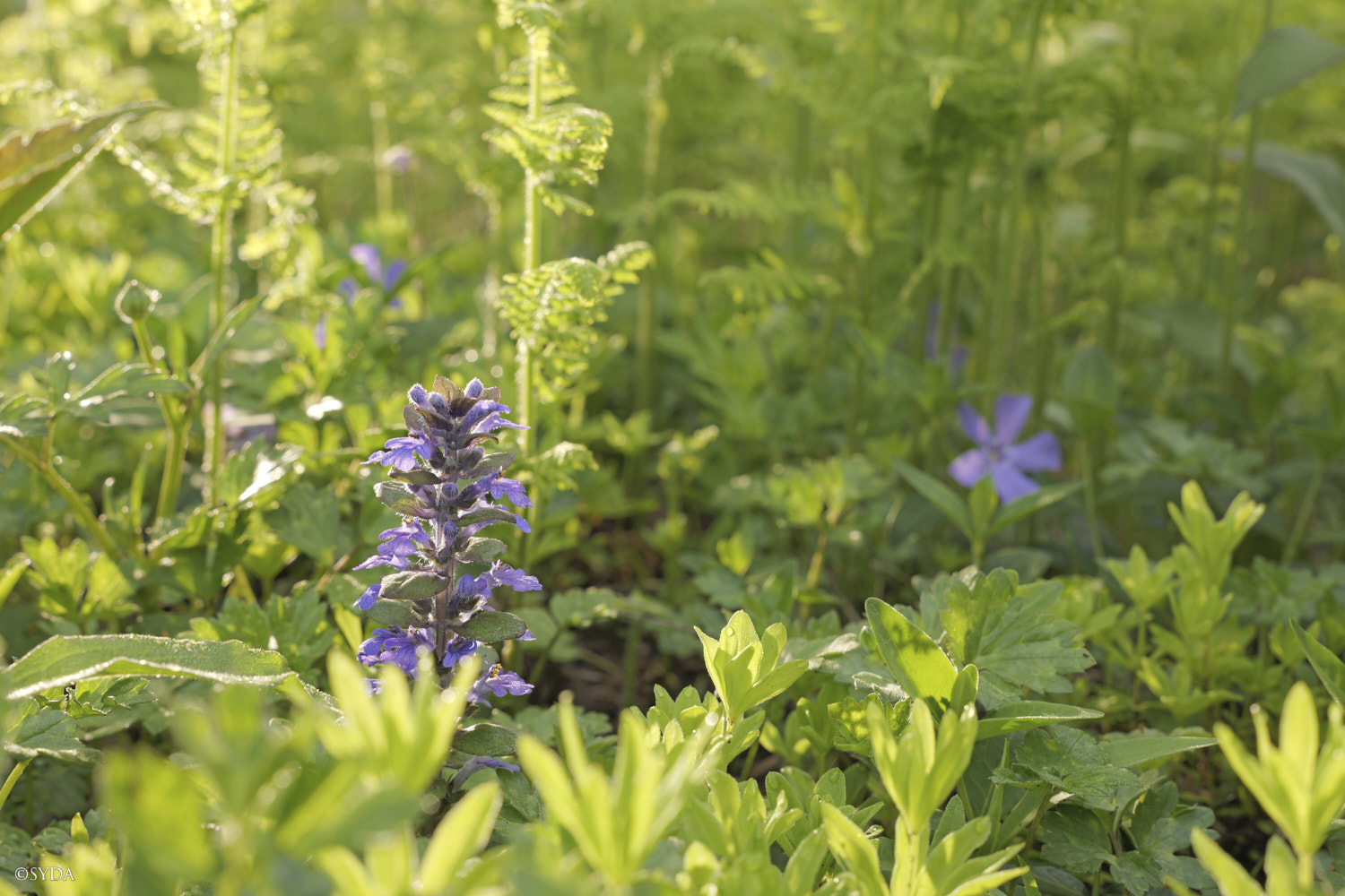 Nature Image