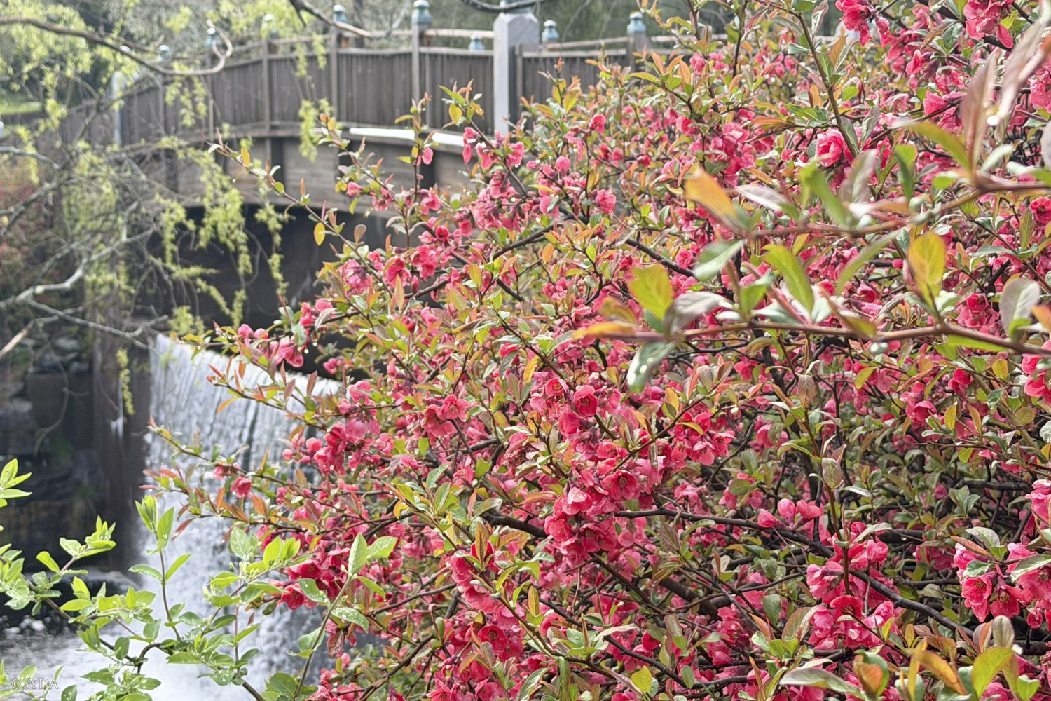 Nature Image