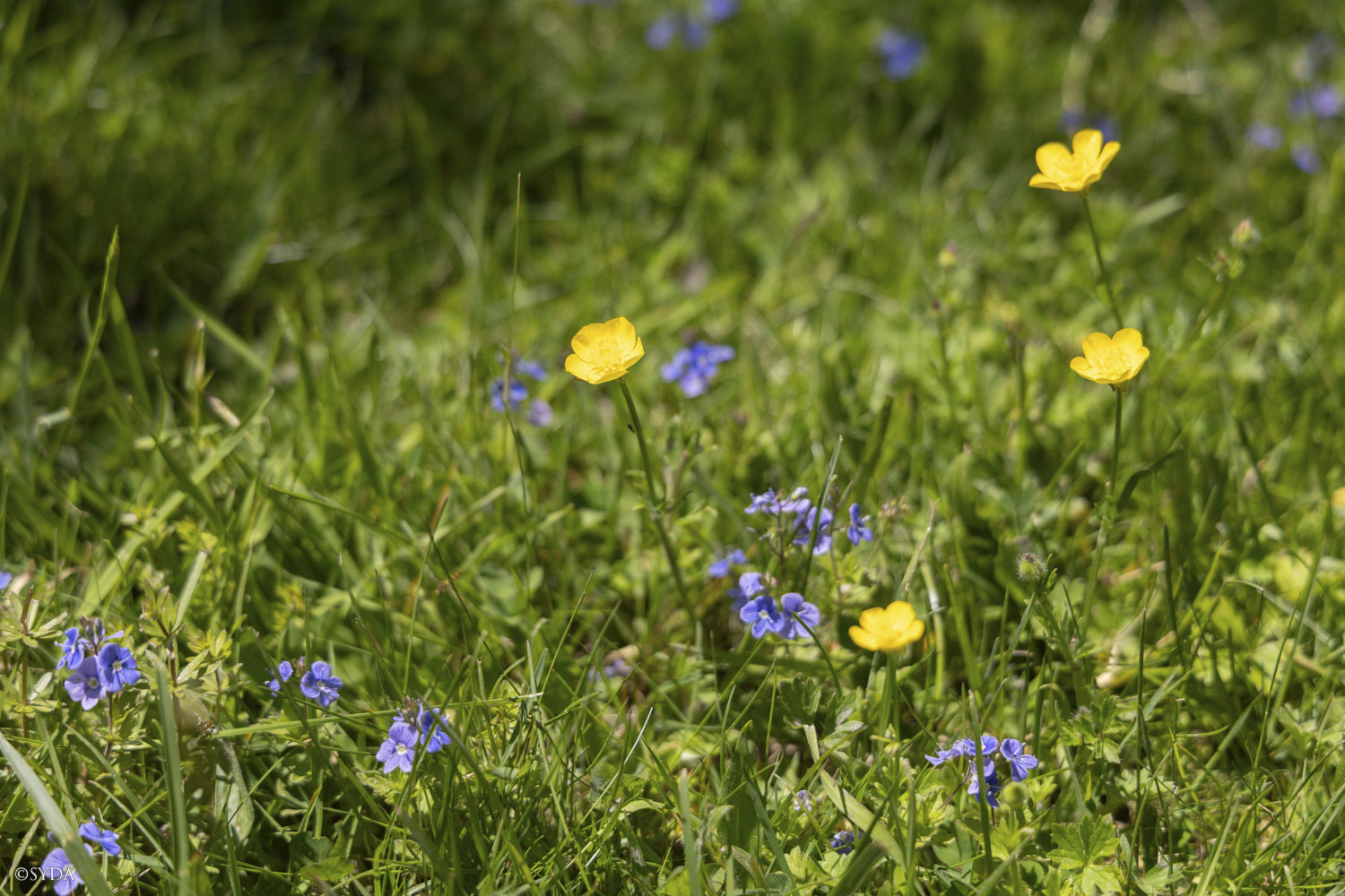 Nature Image
