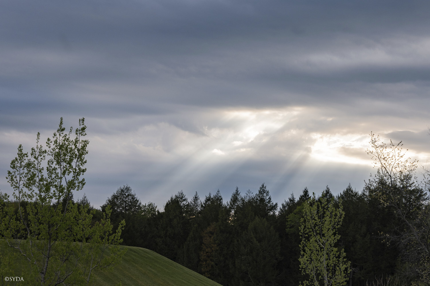 Nature Image