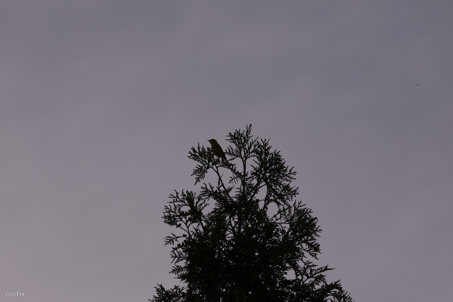 Nature Image