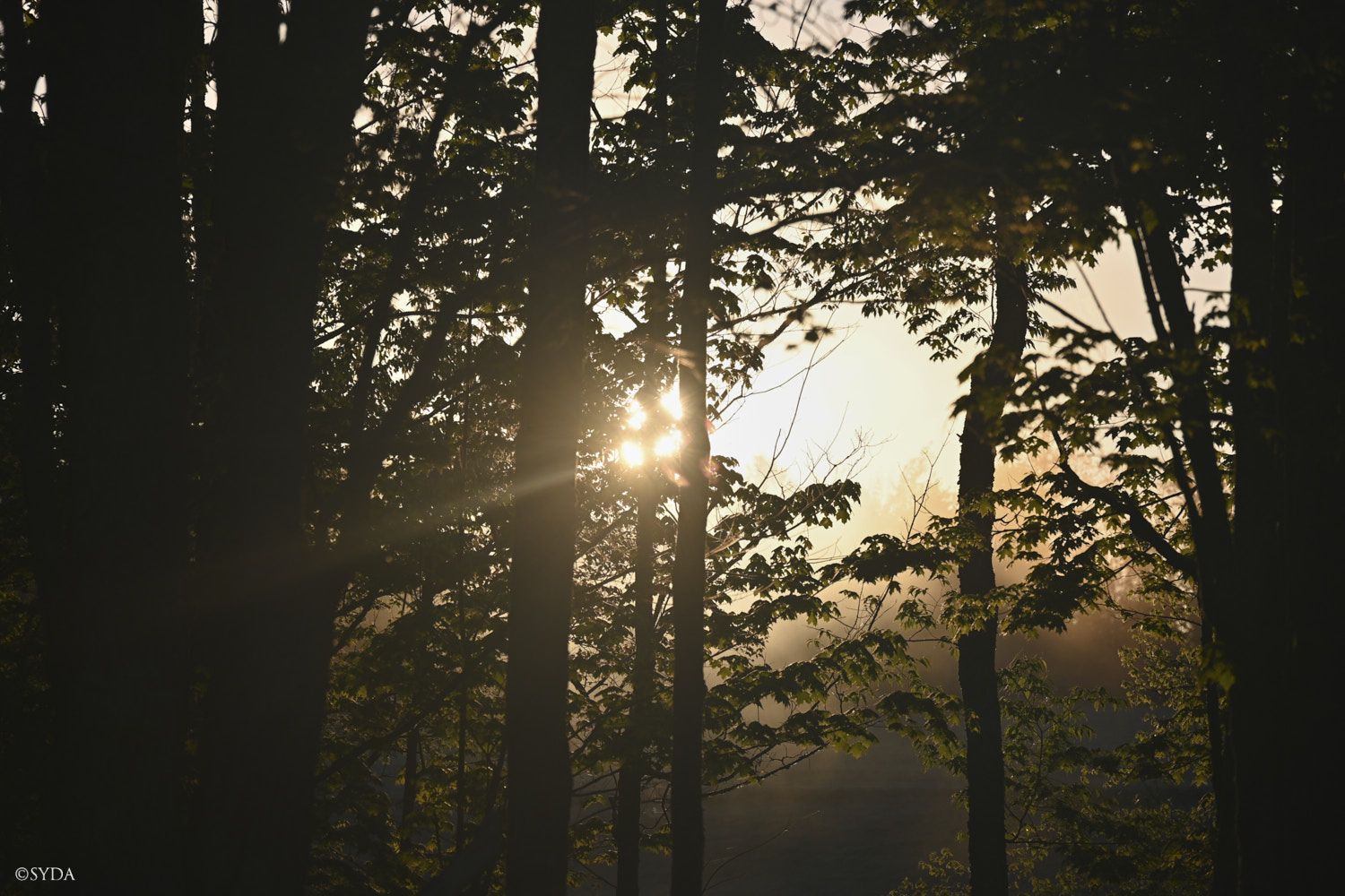 Nature Image