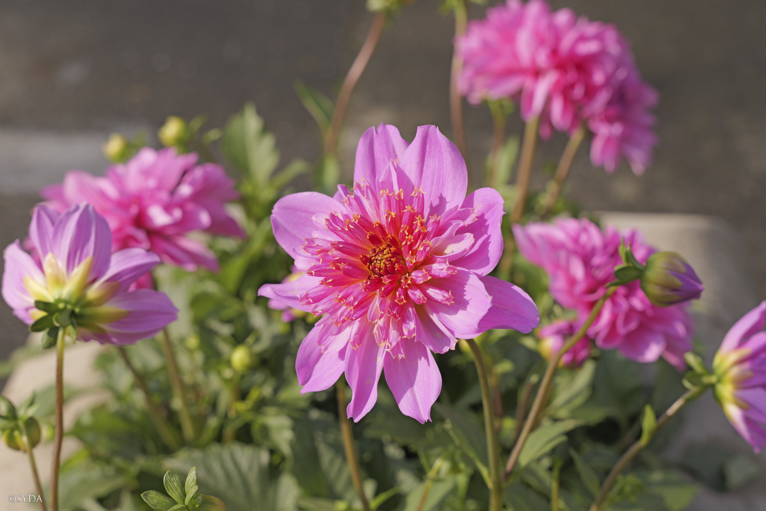 Nature Image