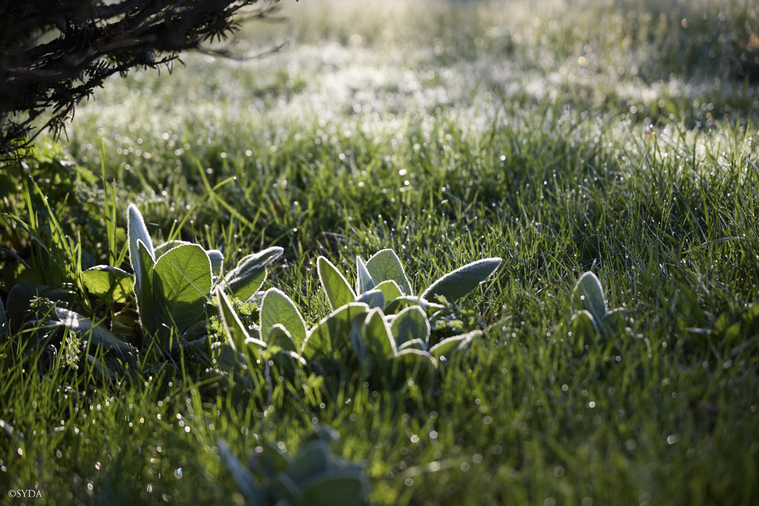 Nature Image