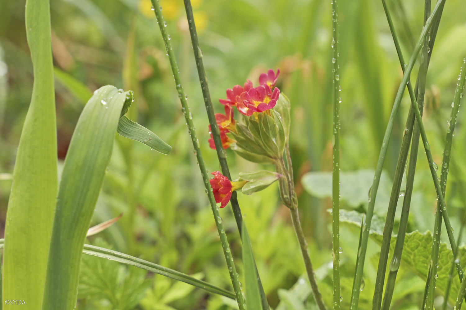 Nature Image