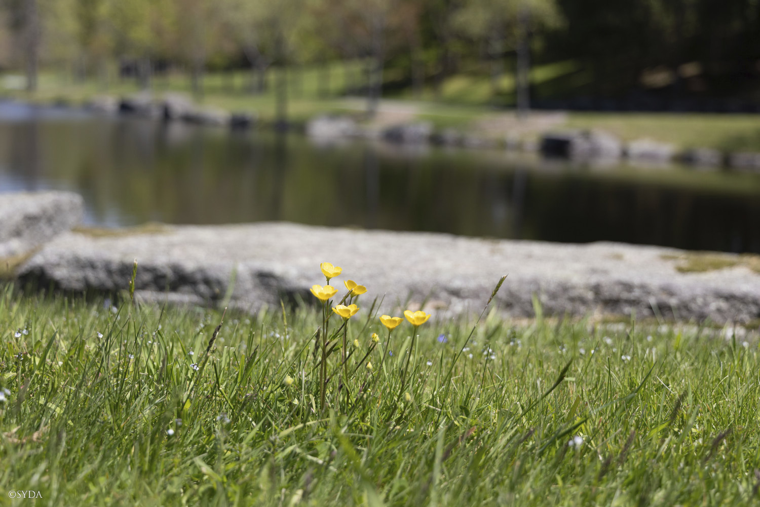 Nature Image