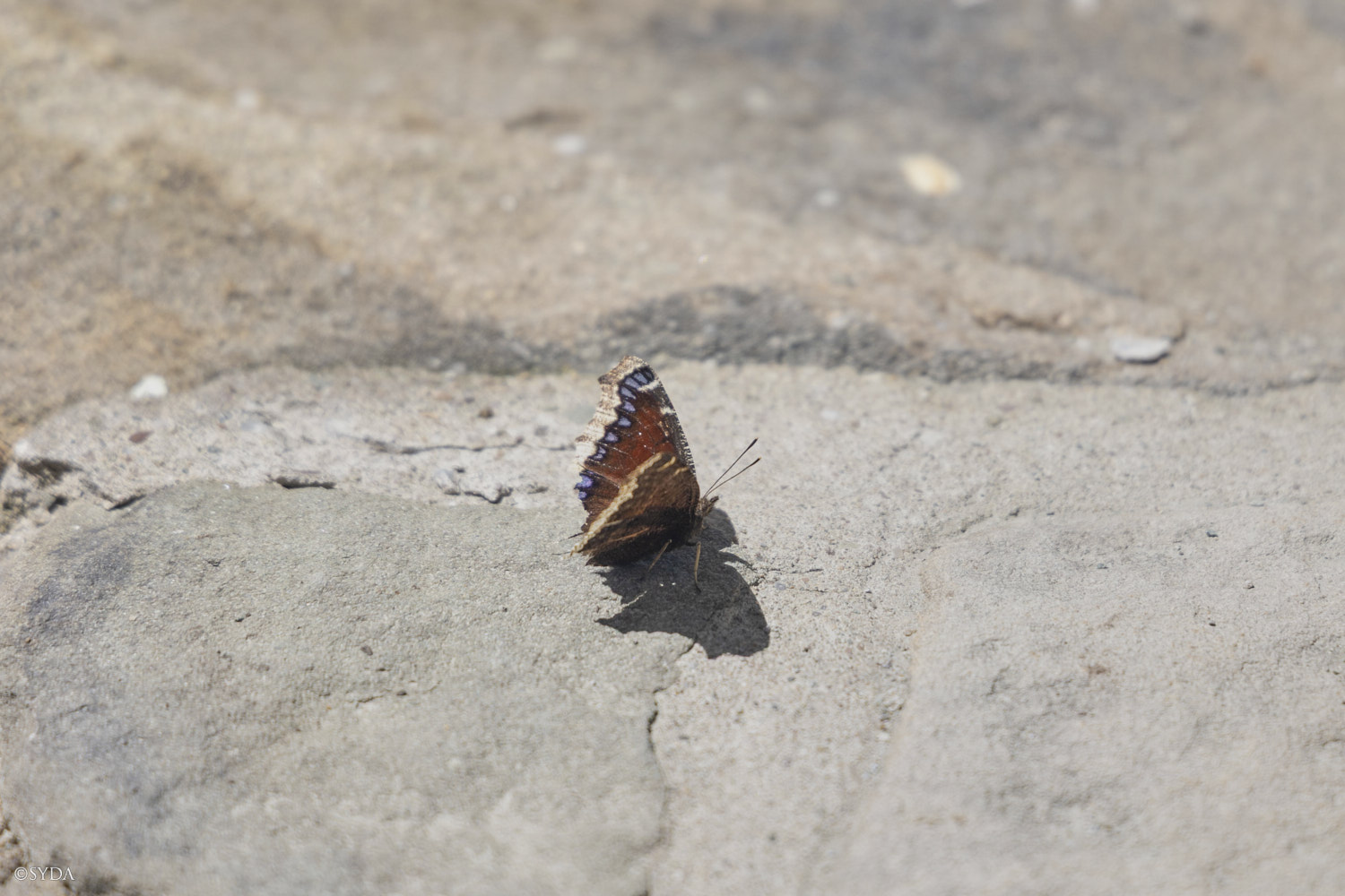 Nature Image