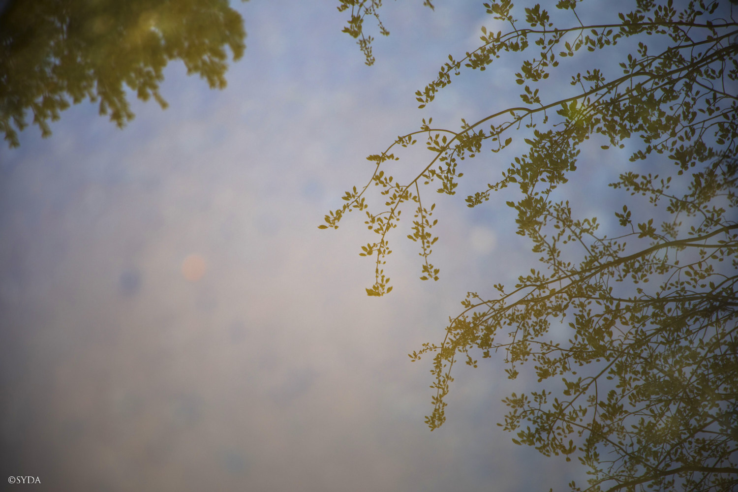 Nature Image
