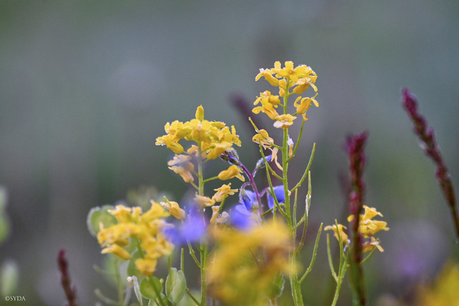 Nature Image