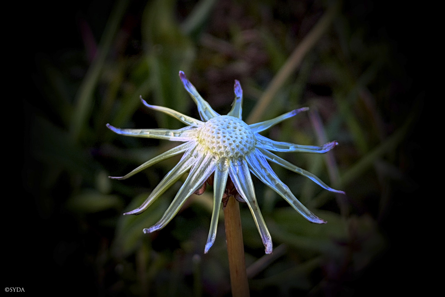 Nature Image
