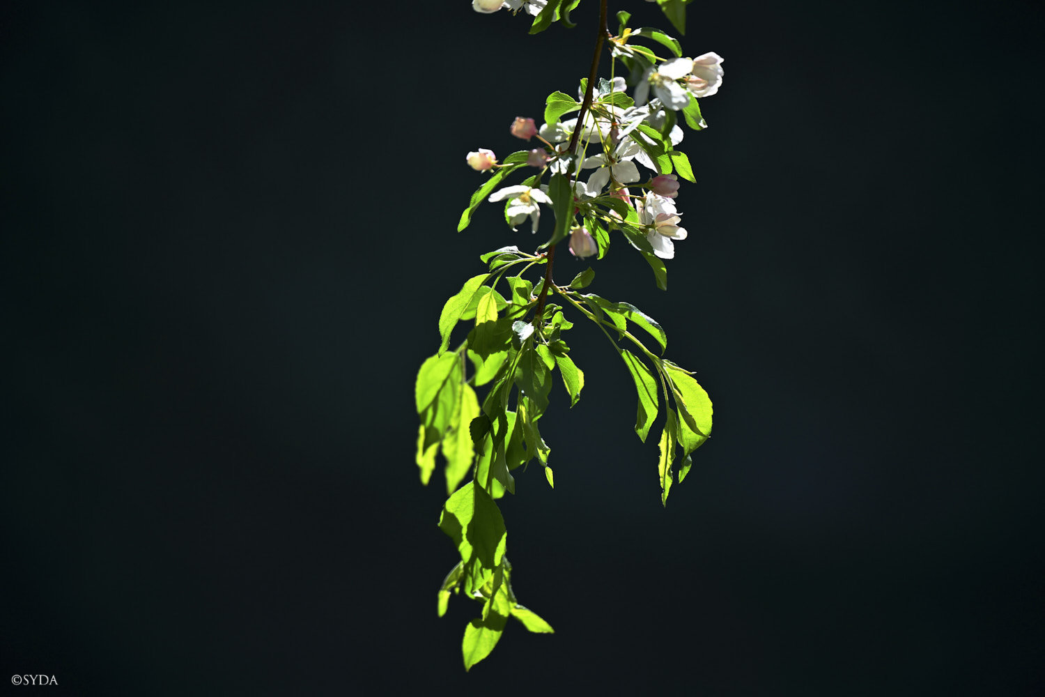 Nature Image