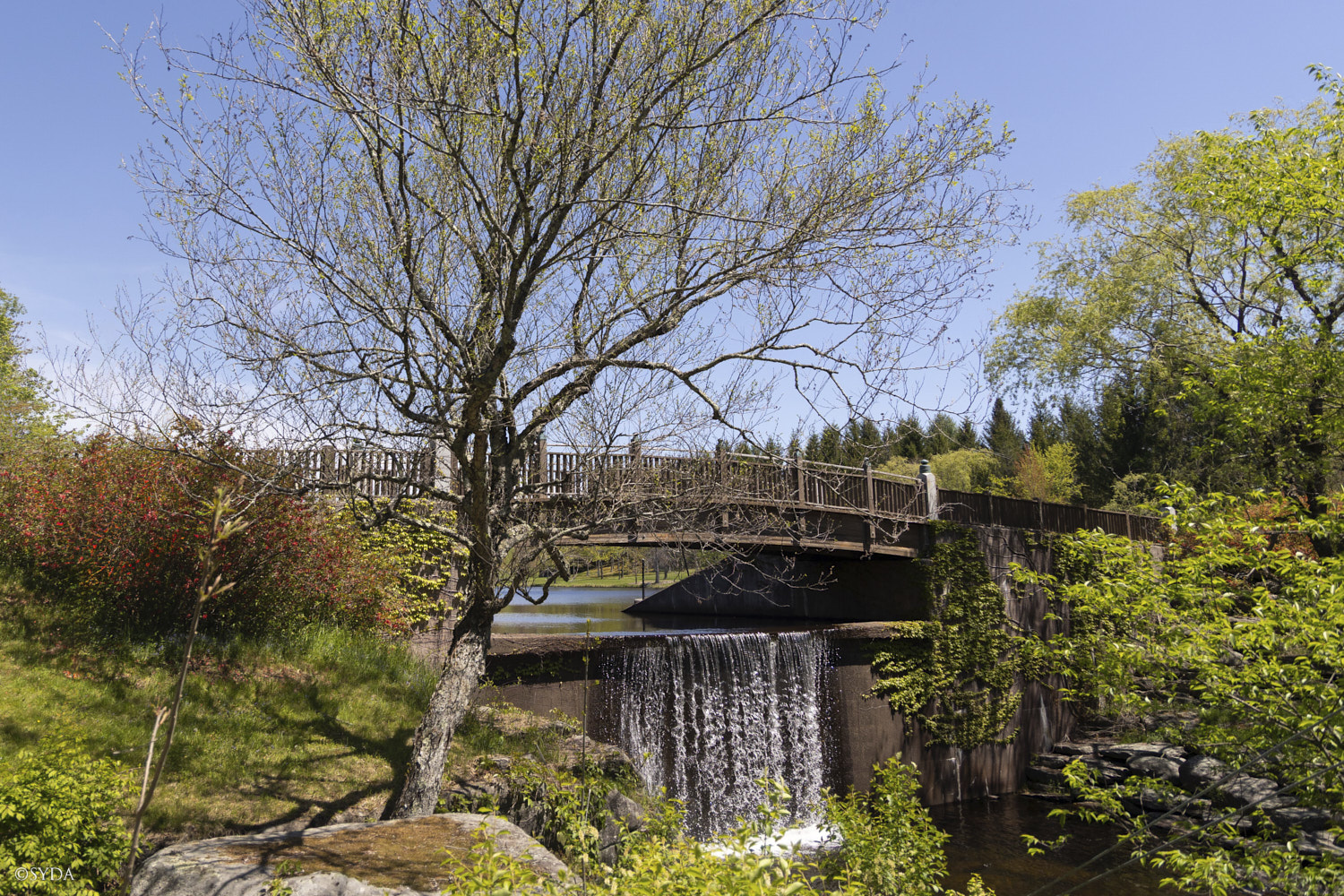 Nature Image