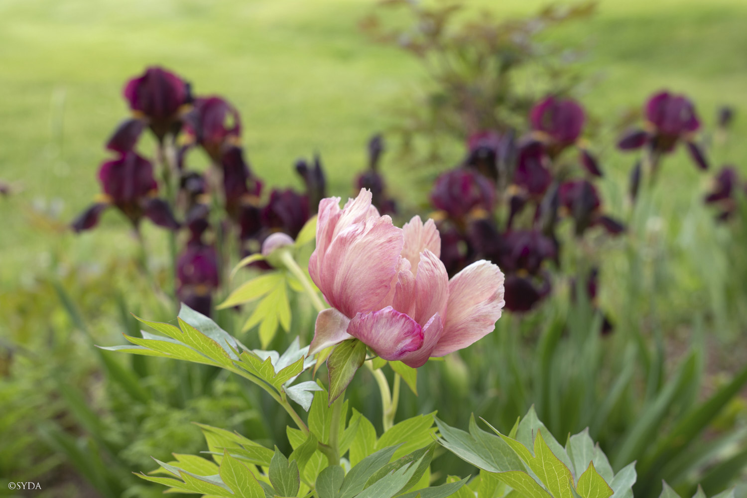 Nature Image
