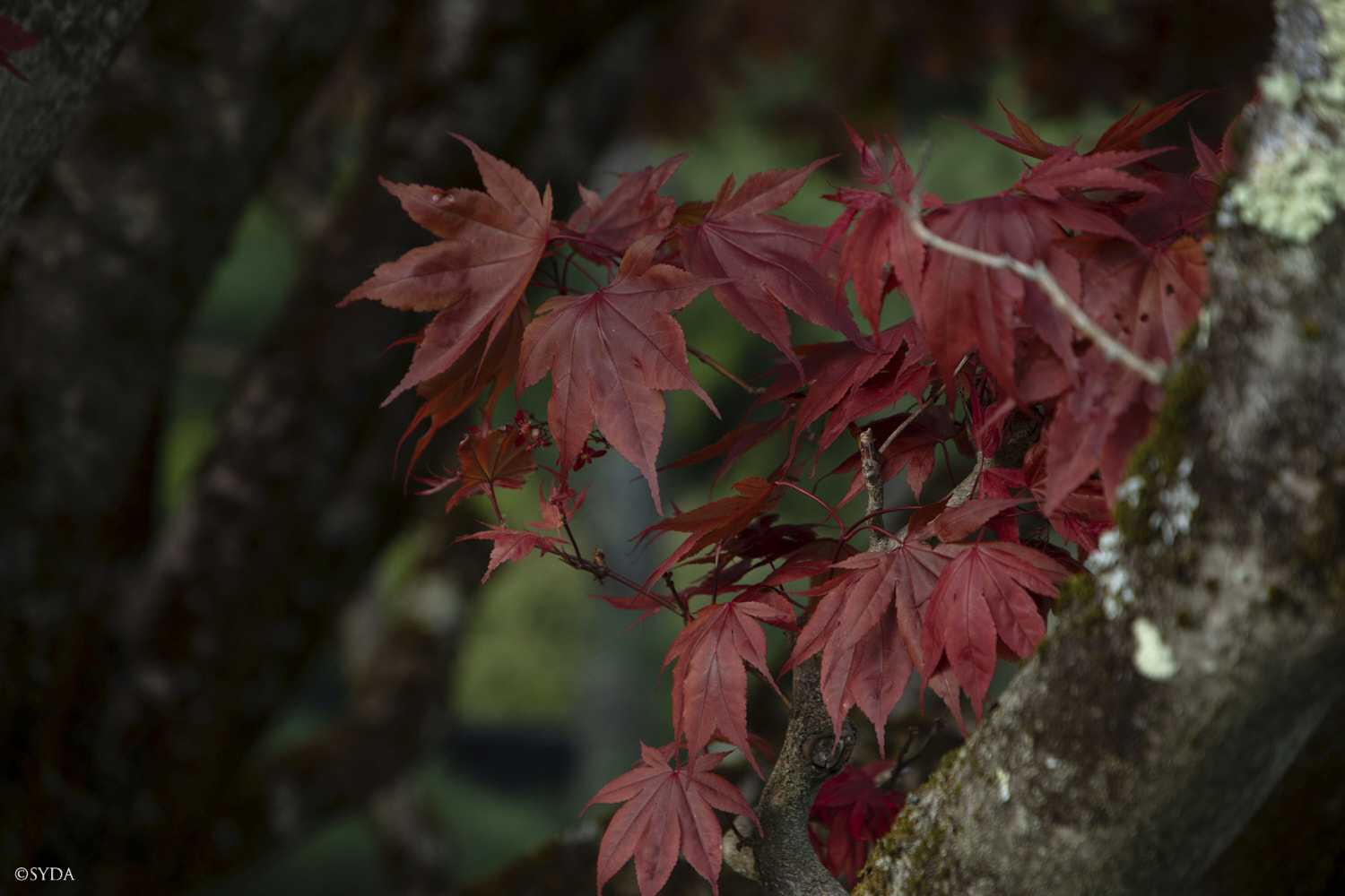 Nature Image