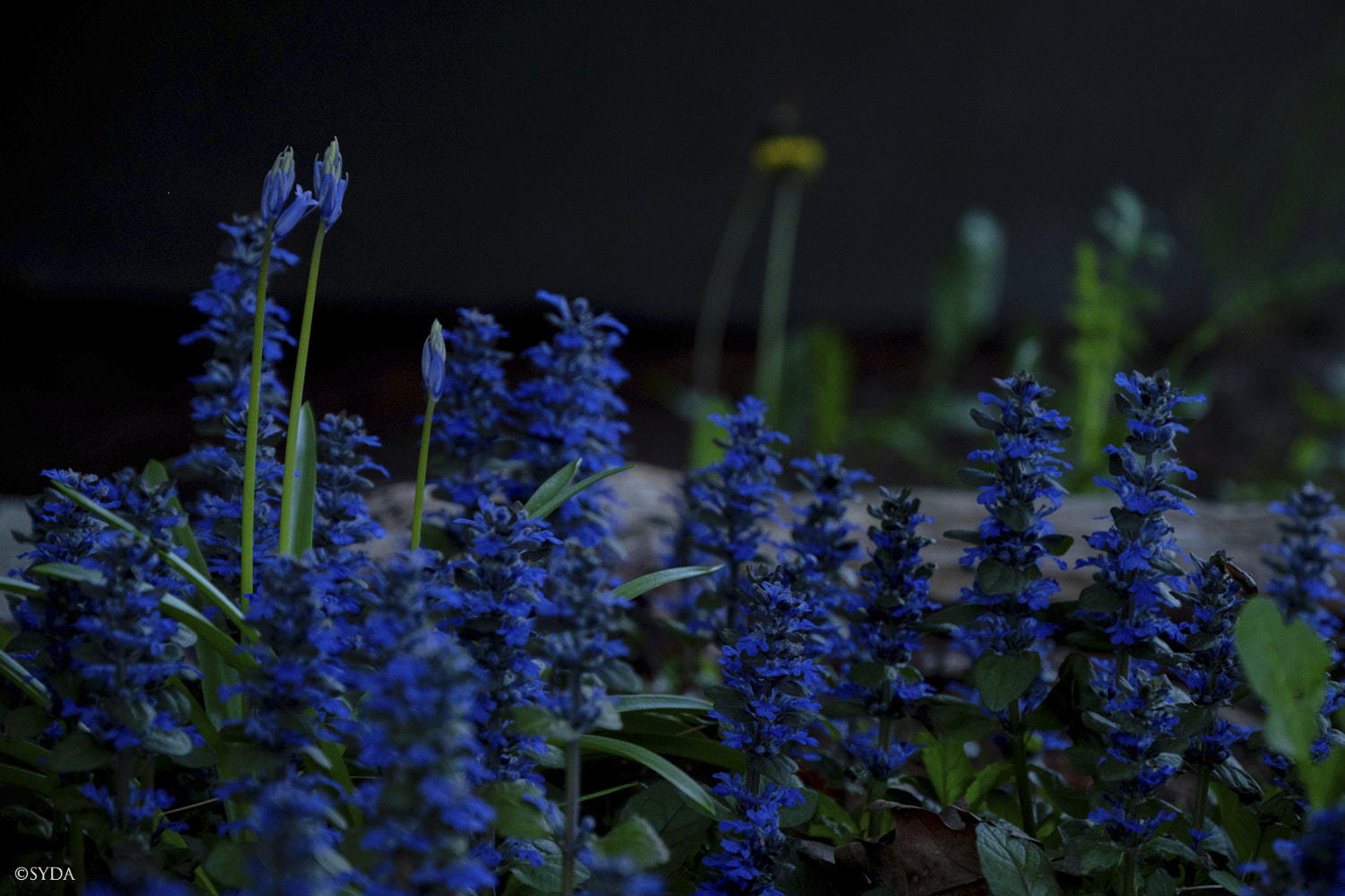 Nature Image