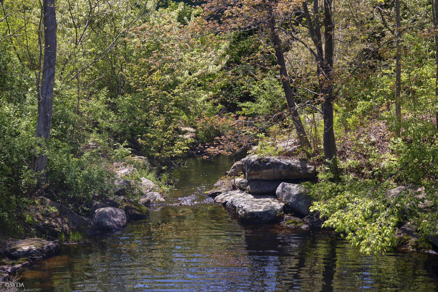 Nature Image