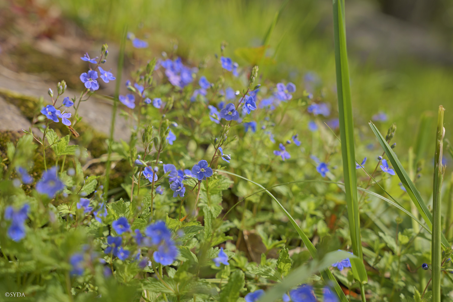 Nature Image